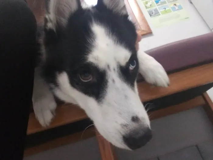 Petlovers Animal Hospital Picture 8