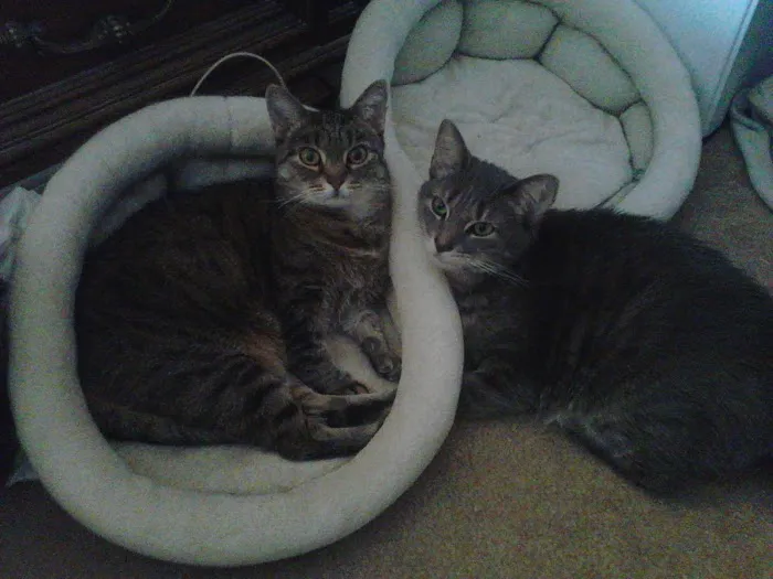 Petlovers Animal Hospital Picture 2