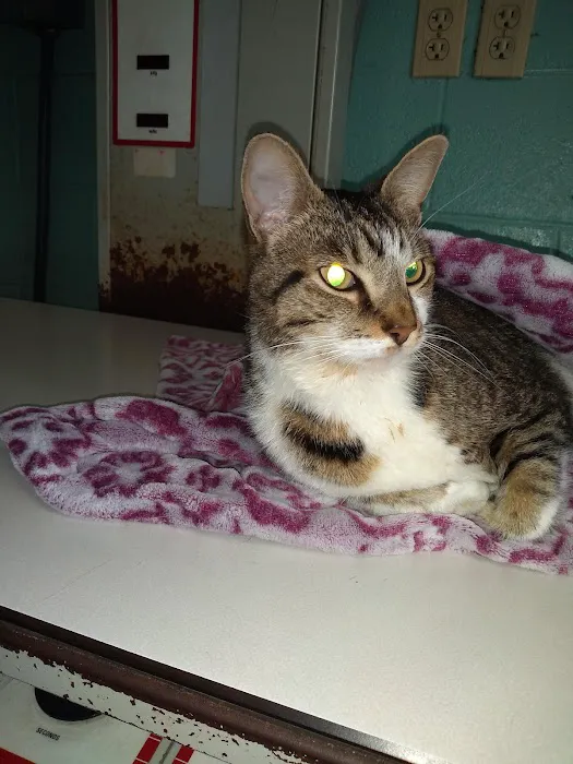 Claremont Veterinary Clinic Picture 1