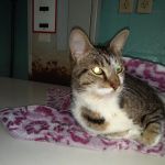 Claremont Veterinary Clinic