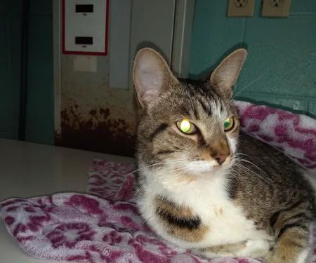 Claremont Veterinary Clinic