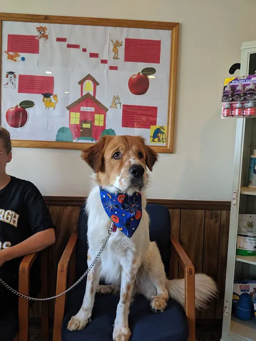 Spring Meadow Veterinary Clinic Picture 10