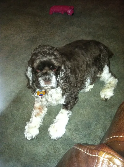 Ashland Road Animal Clinic Inc Picture 8