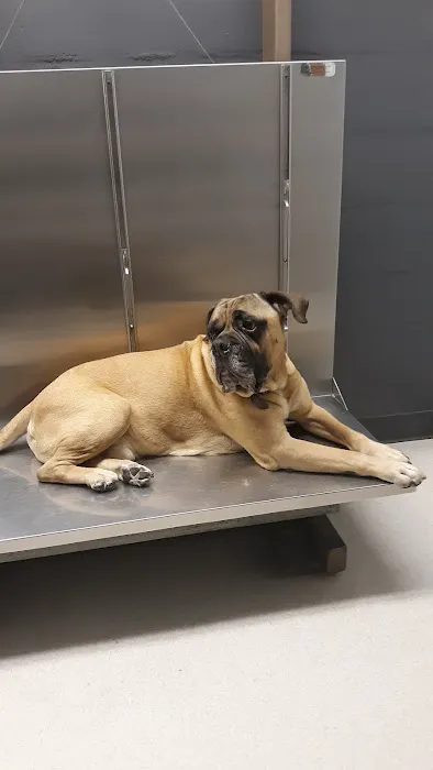 Ashland Road Animal Clinic Inc Picture 5