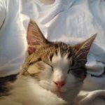 Ashland Road Animal Clinic Inc