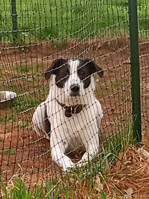 Shelby Animal Clinic Picture 2