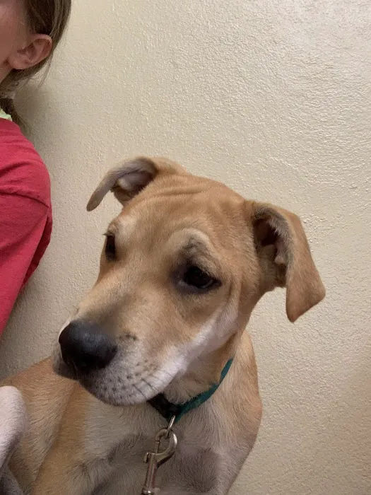 Shelby Animal Clinic Picture 1