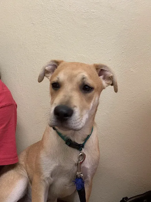Shelby Animal Clinic Picture 4