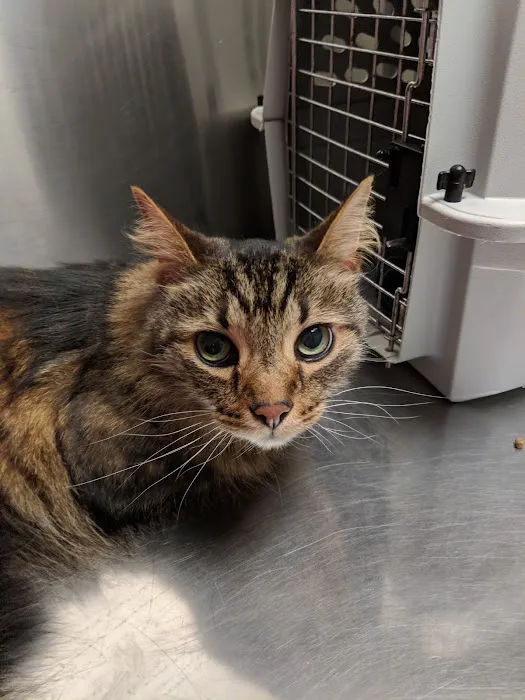 Phillips Animal Hospital Picture 3
