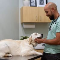 Phillips Animal Hospital ico