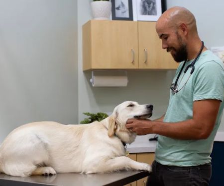 Phillips Animal Hospital
