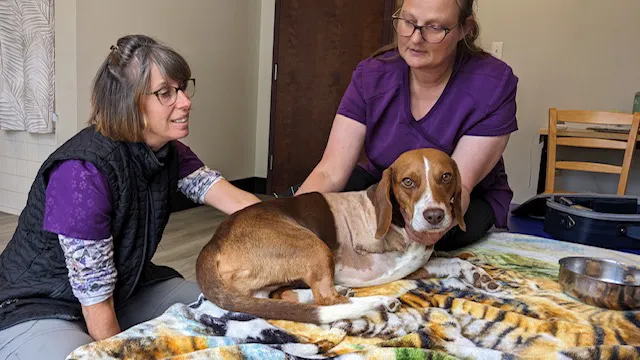 Mohican Veterinary Wellness Picture 3