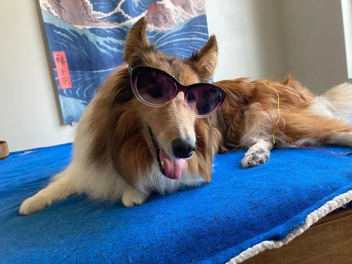Mohican Veterinary Wellness Picture 9