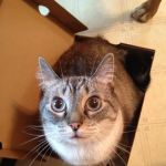 Mohican Veterinary Wellness