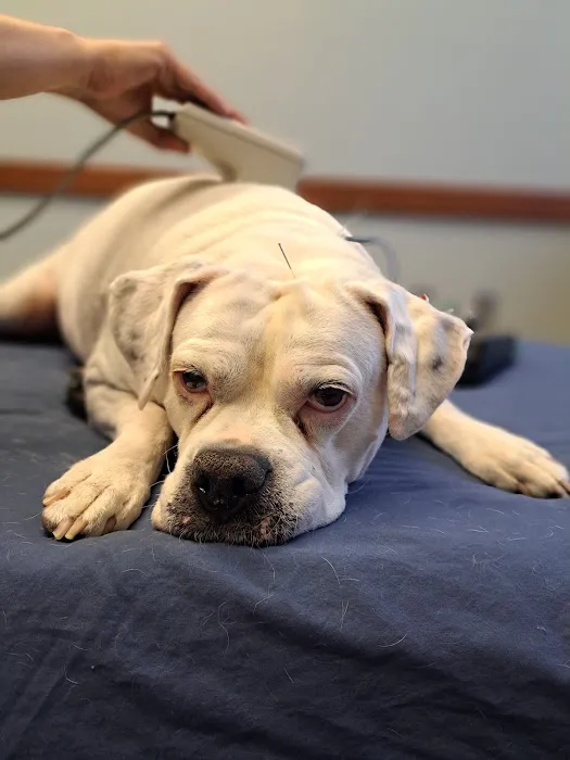 Mohican Veterinary Wellness Picture 4