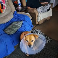 Oberlin Animal Hospital ico