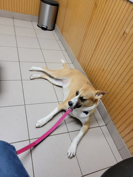 Forever Friends Pet Care Center & Hospital Picture 5