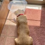 Douds Veterinary Hospital