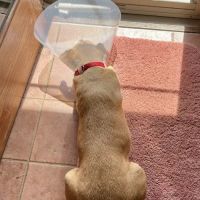Douds Veterinary Hospital ico