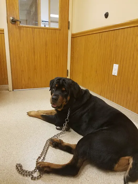 Affordable Pet Care Picture 4