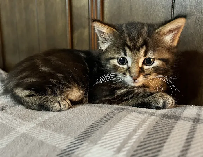Affordable Pet Care Picture 8