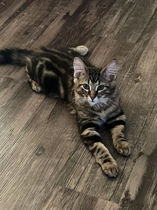Affordable Pet Care Picture 10