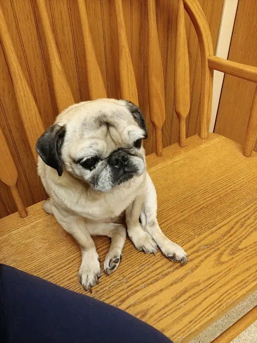 Affordable Pet Care Picture 7