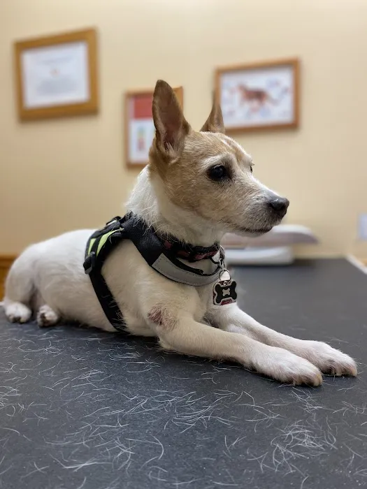 Affordable Pet Care Picture 1