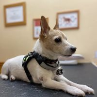 Affordable Pet Care ico