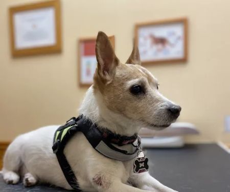 Affordable Pet Care
