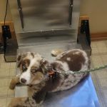 Cedarside Animal Hospital