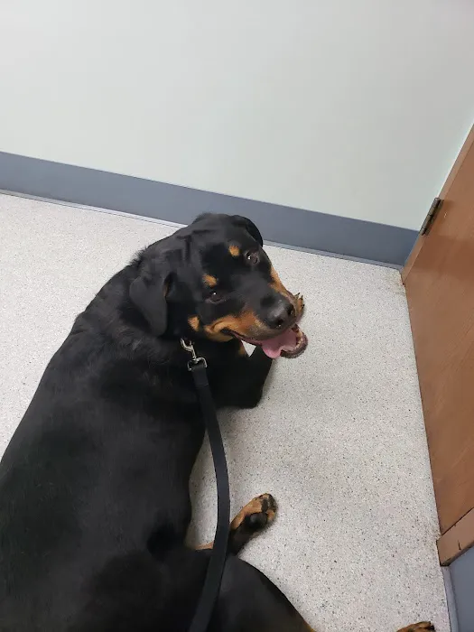 Fox Veterinary Hospital Picture 1