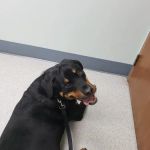 Fox Veterinary Hospital