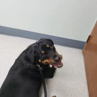 Fox Veterinary Hospital ico