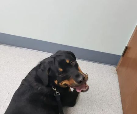 Fox Veterinary Hospital
