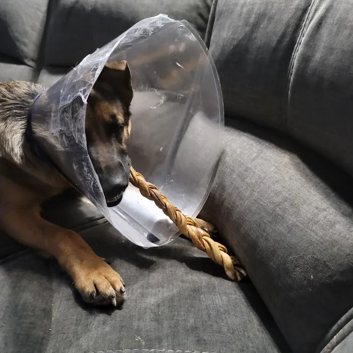 Fox Veterinary Hospital Picture 10