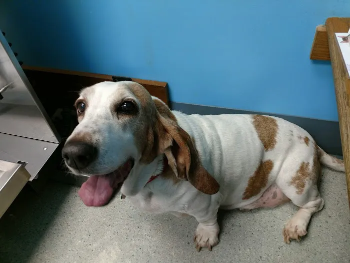 Fox Veterinary Hospital Picture 5