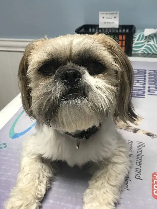 Murray Ridge Animal Clinic Picture 4