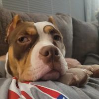 Elyria Animal Hospital ico