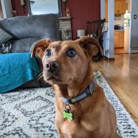 Columbia Animal Clinic ico