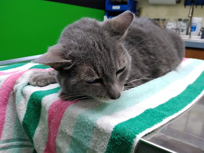 Columbia Animal Clinic Picture 8