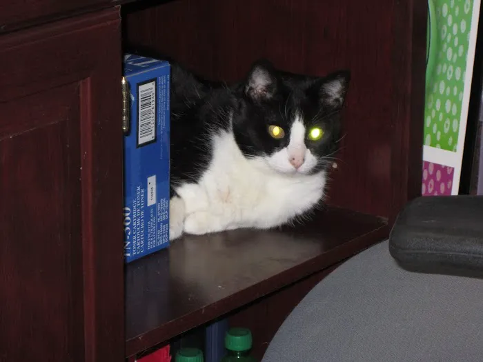 Columbia Animal Clinic Picture 5