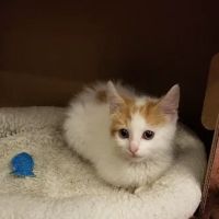 Center West Animal Hospital ico