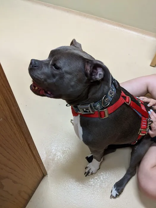 Center West Animal Hospital Picture 6