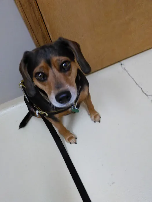 Center West Animal Hospital Picture 8