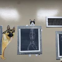 Detroit Dover Animal Hospital ico