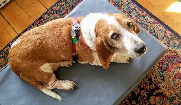 All Creatures Acupuncture Holistic Veterinary Therapies Picture 7
