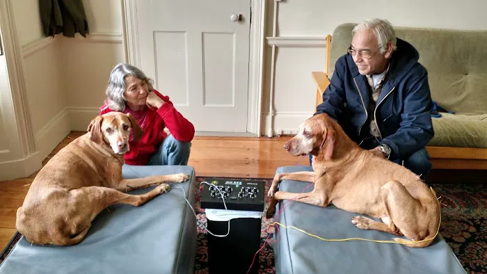 All Creatures Acupuncture Holistic Veterinary Therapies Picture 1