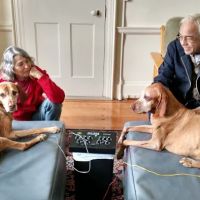 All Creatures Acupuncture Holistic Veterinary Therapies ico