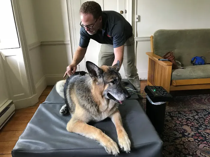 All Creatures Acupuncture Holistic Veterinary Therapies Picture 4